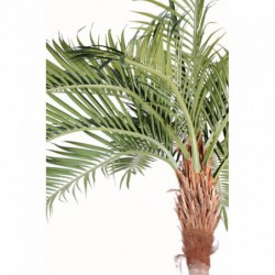ZOOM sur le palmier - 270(h)