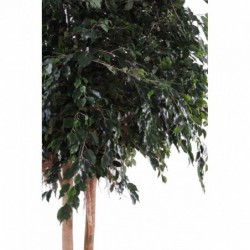 Ficus artificiel géant