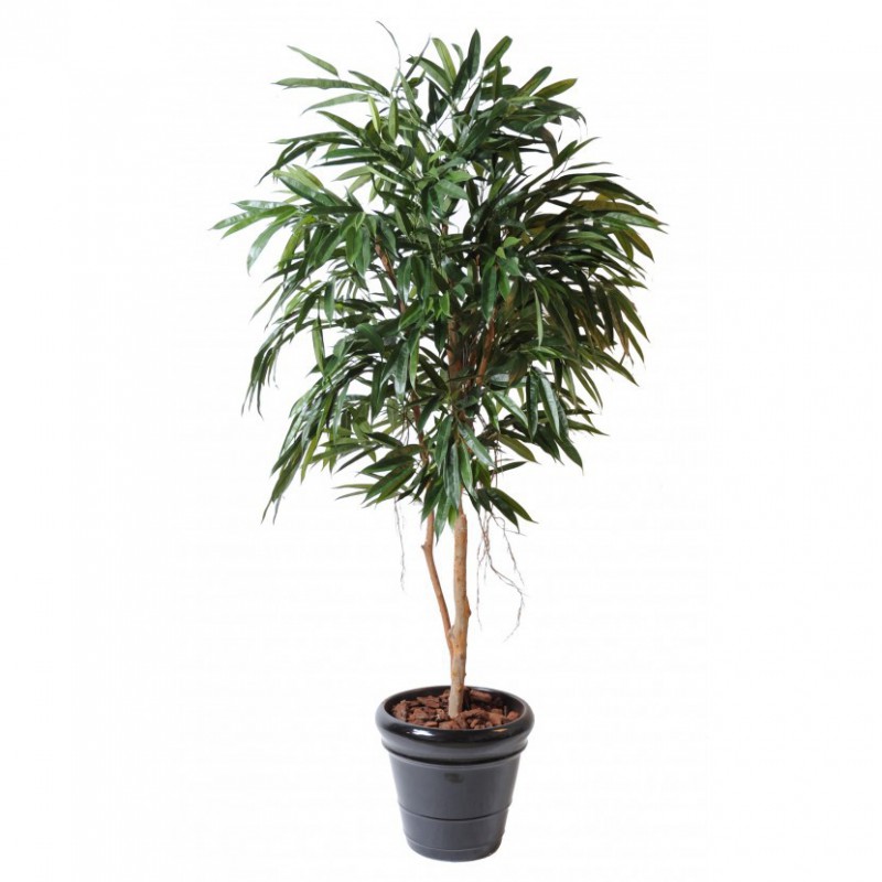 Ficus Artificiel Alii Royal - 250(h) - Arbre artificiel d'intérieur