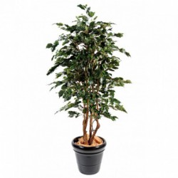 Ficus Artificiel Exotica - 180(h) - Arbre artificiel d'intérieur