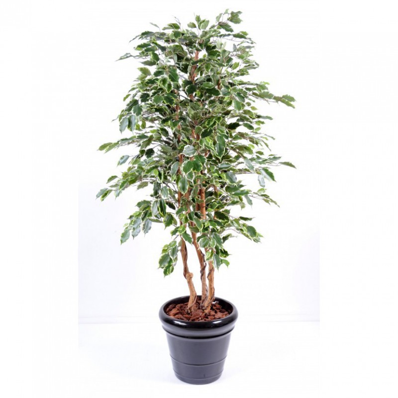 Ficus Artificiel Exotica Panache - Arbre artificiel haut de gamme