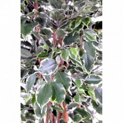Ficus artificiel haut de gamme panaché