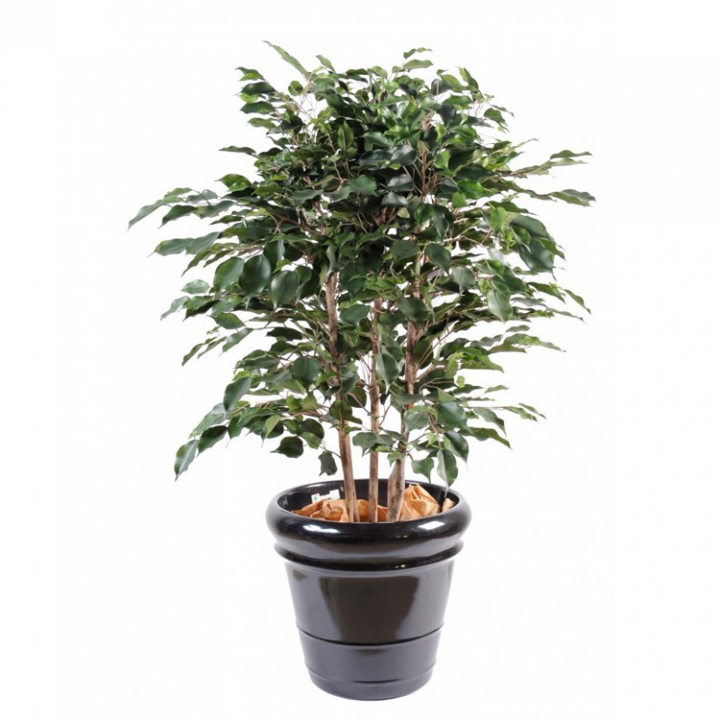 Ficus Artificiel Exotica Buisson - 80(h) - Arbre synthétique d'intérieur