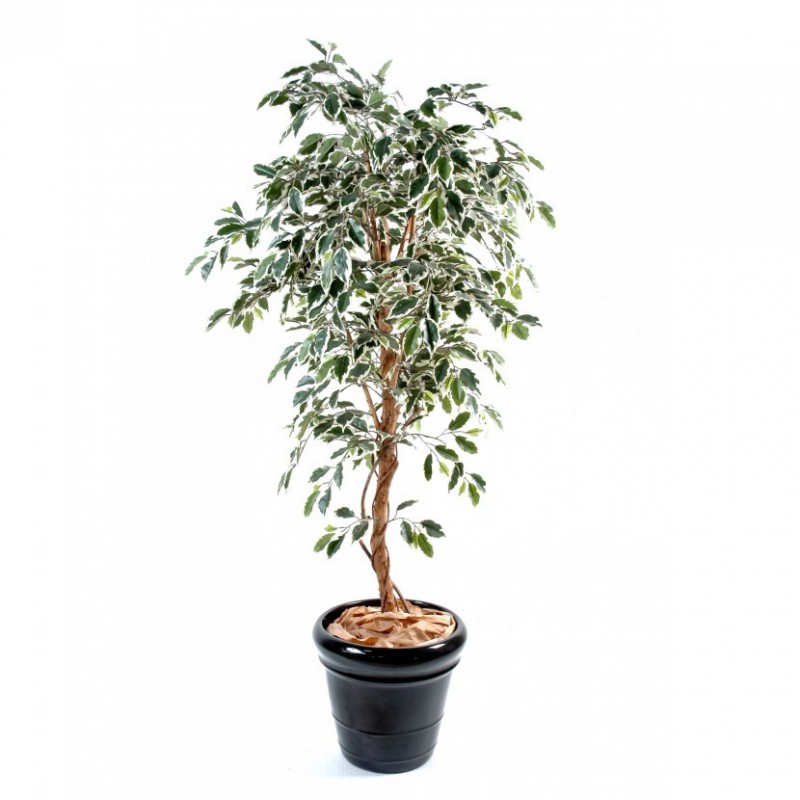 Ficus Artificiel Tronc Simple Panaché - 150(h) - Arbre artificiel