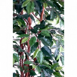 Ficus Artificiel Lianes 210cm