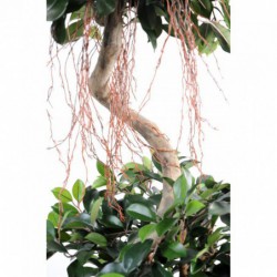 Ficus artificiel lianes