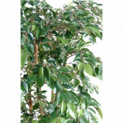 Ficus natasja artificiel 150cm