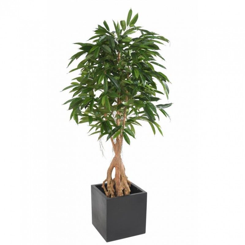 Ficus Artificiel Root Longifolia - 180(h) - Arbre artificiel de qualité