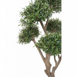 Olivier bonsai de deux mètres de hauteur