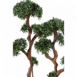 Deux podocarpus artificiels