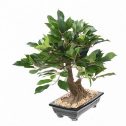 Bonsai Artificiel Ficus En Coupe