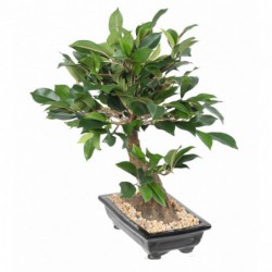Bonsai Ficus En Coupe