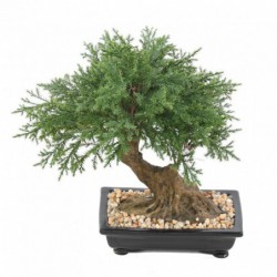Bonsai Juniperus En Coupe - 30(h)