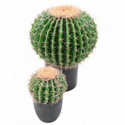 Cactus Artificiel Echino - 27(h)