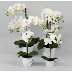 Phalaenopsis Artificielle Pot - 55(h)