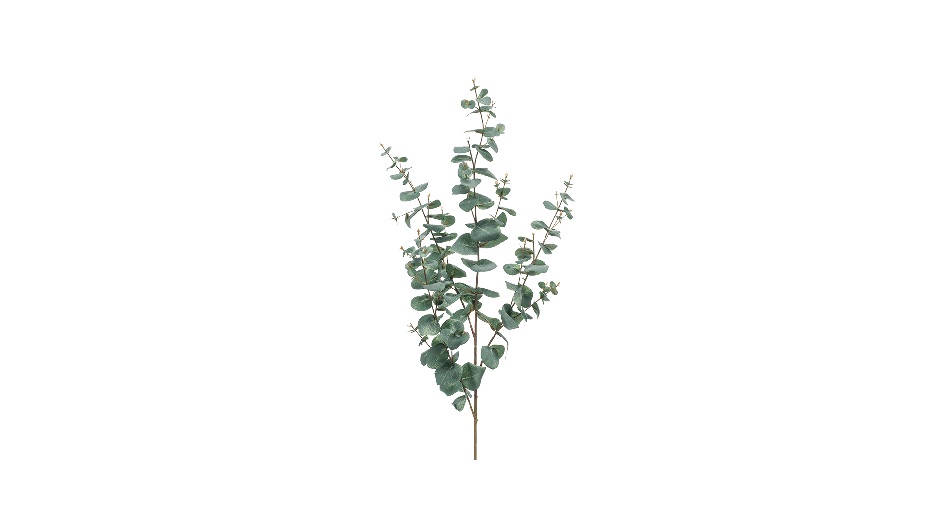 Glicrili Lot de 12 tiges de feuilles d'eucalyptus séchées mélangées –  Branches d'eucalyptus préservées, eucalyptus dollar argenté, bouquets