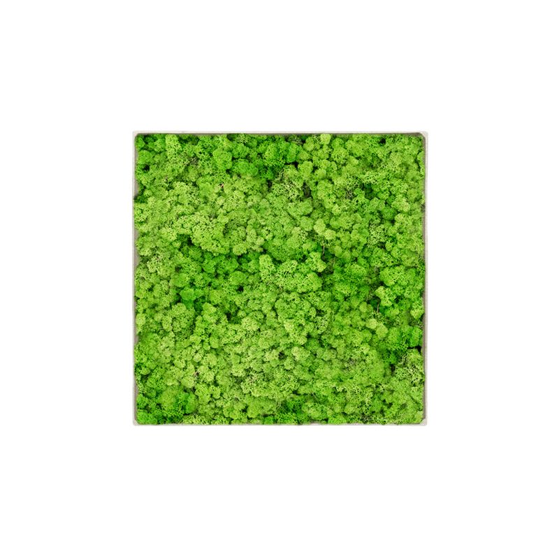 Lichen Light - 30cm x 30cm - Cadre végétal stabilisé carré