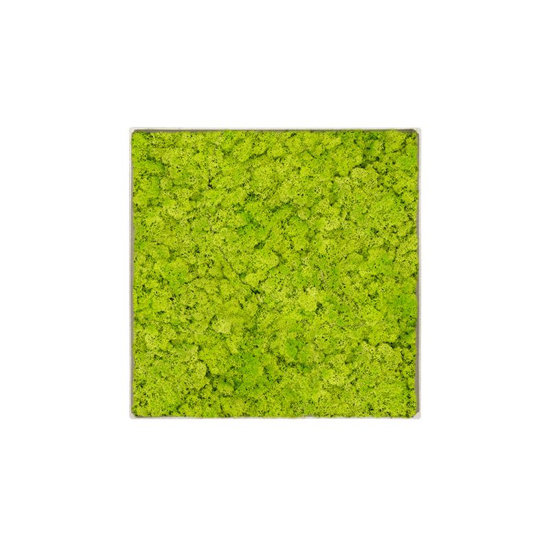 Lichen Lime - 30cm x 30cm - Cadre végétal stabilisé carré