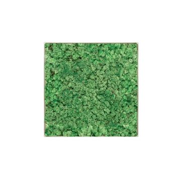 Lichen Nature - 30cm x 30cm - Cadre végétal stabilisé carré
