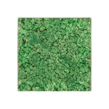 Lichen Nature - 50cm x 50cm - Cadre végétal stabilisé carré