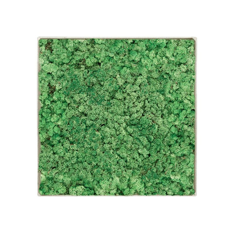 Lichen Nature - 50cm x 50cm - Cadre végétal stabilisé carré