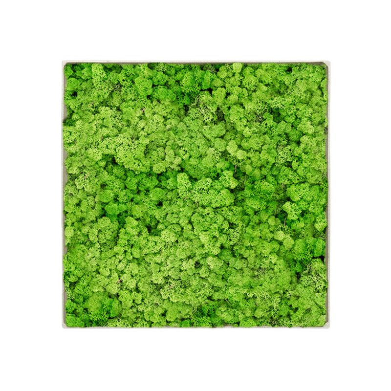 Lichen Light - 50cm x 50cm - Cadre végétal stabilisé carré