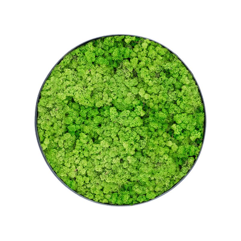 Lichen Light - Ø50cm - Cadre végétal stabilisé rond