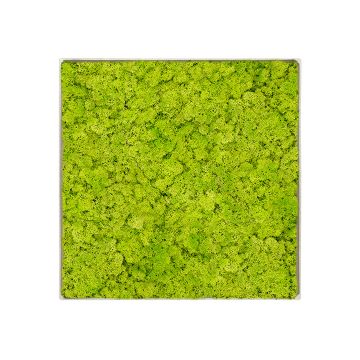 Lichen Lime - 50cm x 50cm - Cadre végétal stabilisé carré
