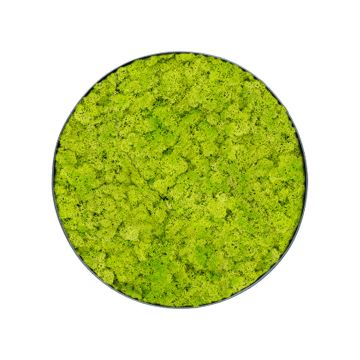 Lichen Lime - Ø50cm - Cadre végétal stabilisé rond