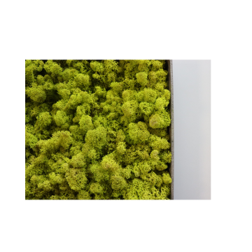 Lichen Lime - 50cm x 50cm - Cadre végétal stabilisé carré - zoom