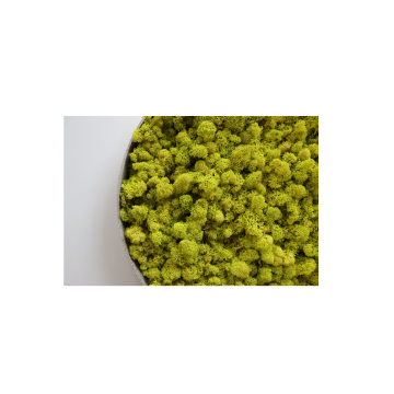 Lichen Lime - Ø50cm - Cadre végétal stabilisé rond - zoom