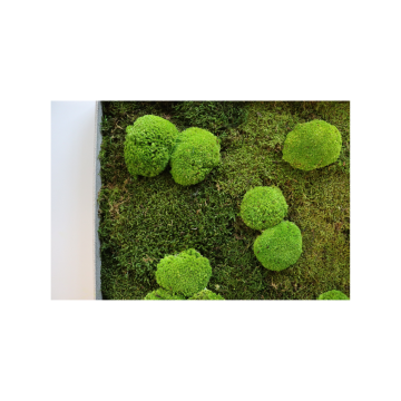 Mousses Boules - 50cm x 50cm - Cadre végétal stabilisé carré - zoom