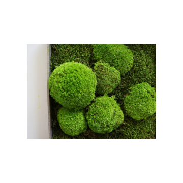 Mousses boules - 30cm x 30cm - Cadre végétal stabilisé carré - zoom