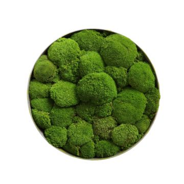 Mousses Boules - Ø50cm - Cadre végétal stabilisé rond