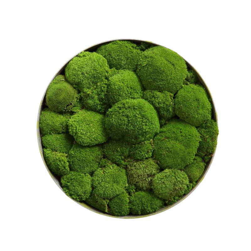 Mousses Boules - Ø50cm - Cadre végétal stabilisé rond Mousses Boules - Ø50cm - Cadre végétal stabilisé rond