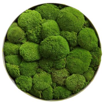 Mousses Boules - Ø90cm - Cadre végétal stabilisé rond