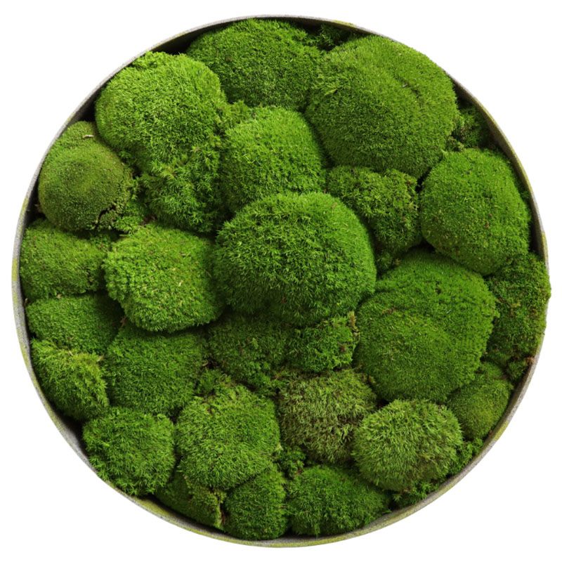 Mousses Boules - Ø90cm - Cadre végétal stabilisé rond
