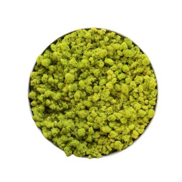 Lichen Lime - Ø50cm - Cadre végétal stabilisé rond