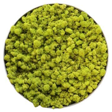 Lichen Lime - Ø90cm - Cadre végétal stabilisé rond