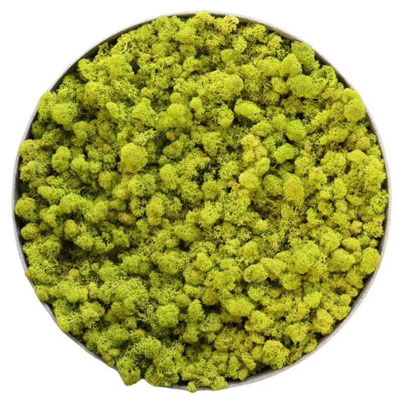 Lichen Lime - Ø90cm - Cadre végétal stabilisé rond