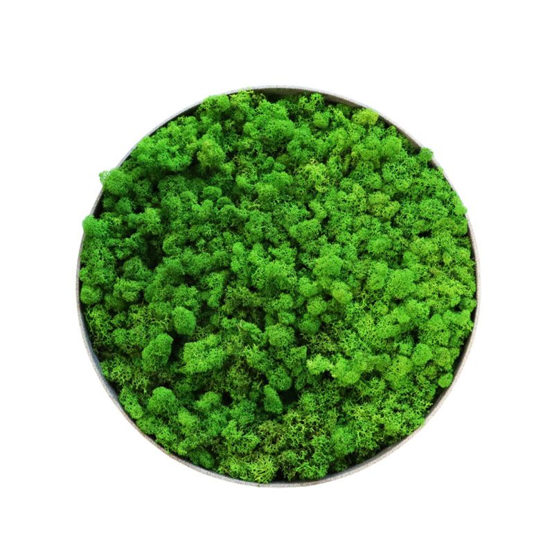 Lichen Light - 50cm - Cadre végétal stabilisé rond Lichen Light - 50cm - Cadre végétal stabilisé rond