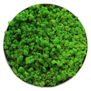 Lichen Light - Ø90cm - Cadre végétal stabilisé rond