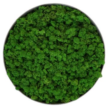 Lichen Nature - Ø90cm - Cadre végétal stabilisé rond - zoom