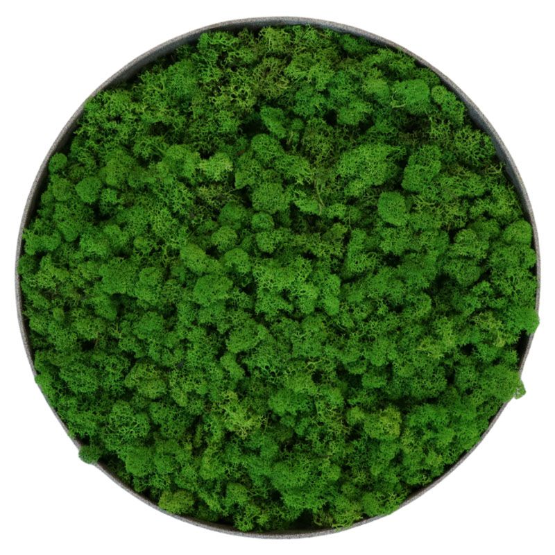 Lichen Nature - Ø90cm - Cadre végétal stabilisé rond - zoom