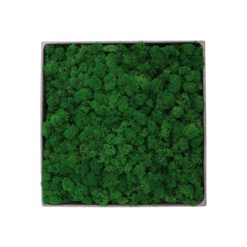 Lichen Nature - 50cm x 50cm - Cadre végétal stabilisé carré