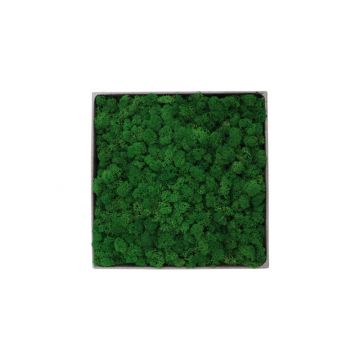 Lichen Nature - 30cm x 30cm - Cadre végétal stabilisé carré