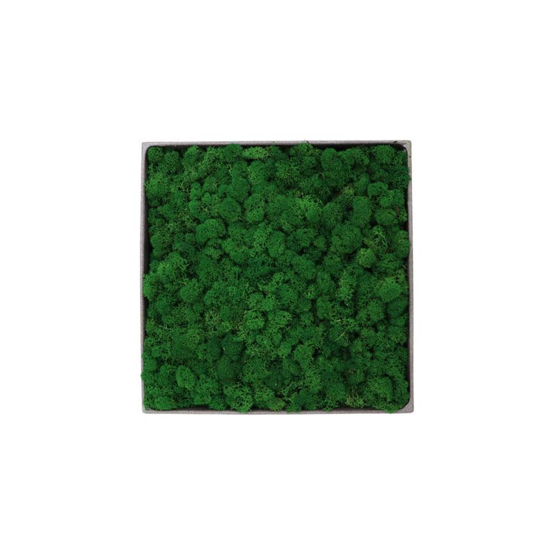 Lichen Nature - 30cm x 30cm - Cadre végétal stabilisé carré Lichen Nature - 30cm x 30cm - Cadre végétal stabilisé carré