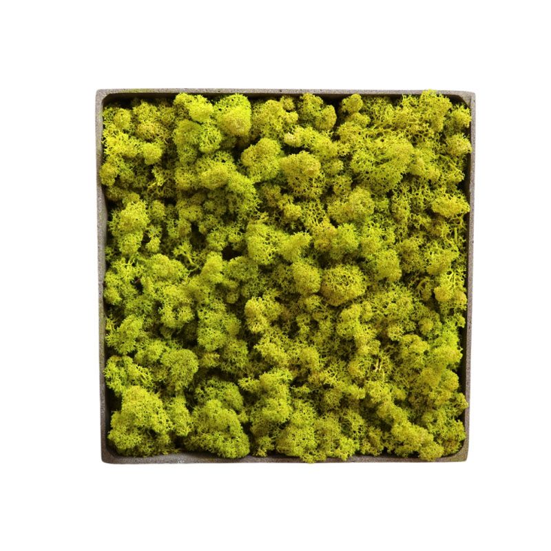 Lichen Lime - 50cm x 50cm - Cadre végétal stabilisé carré Lichen Lime - 50cm x 50cm - Cadre végétal stabilisé carré