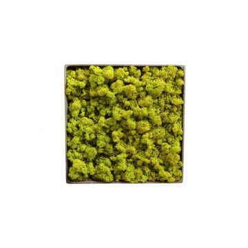 Lichen Lime - 30cm x 30cm - Cadre végétal stabilisé carré