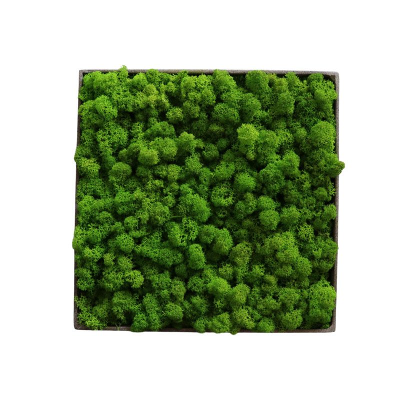 Lichen Light - 50cm x 50cm - Cadre végétal stabilisé carré Lichen Light - 50cm x 50cm - Cadre végétal stabilisé carré